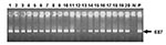 Thumbnail of Agarose gel electrophoresis of Coxiella burnetii Trans-polymerase chain reaction products amplified from total DNA of bulk tank milk samples. Lanes 1 to 20, bulk tank milk samples; N, water negative control; P, positive control (DNA of Nine Mile strain). The arrow indicates the amplification of a 687-bp fragment in the IS1111 sequence of Coxiella burnetii.