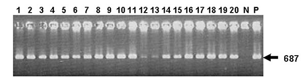 Agarose gel electrophoresis of Coxiella burnetii Trans-polymerase chain reaction products amplified from total DNA of bulk tank milk samples. Lanes 1 to 20, bulk tank milk samples; N, water negative control; P, positive control (DNA of Nine Mile strain). The arrow indicates the amplification of a 687-bp fragment in the IS1111 sequence of Coxiella burnetii.