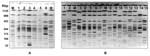Thumbnail of Twenty-one pulsed-field gel electrophoresis profiles identified in Derby strains of Salmonella enterica. A) profiles 3, 1, 2, 4, 5, and 8 (lanes 1–6). B) profiles 20, 21, 23, 14, 12, 14, 13, 14, 15, 9, 11, 10, 16, 17, 7, and 19 (lanes 1–15). The control strain (Braenderup serotype) used as a molecular marker in shown in lane M.