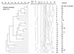 Thumbnail of Twenty-four pulsed-field gel electrophoresis profiles and similarity dendrogram of 110 genomic DNAs of Derby strains of Salmonella enterica isolated from human stools (H), food (F), ill animals (I), environmental sources (E), and slaughtered swine (S). The number refers to the profile number. The number of strains and their corresponding sources are shown. A DNA molecular weight marker derived from the Braenderup serotype was used as a control.