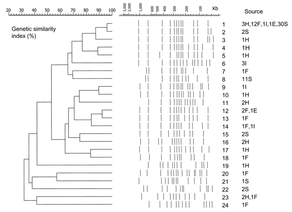 Twenty-four pulsed-field gel electrophoresis profiles and similarity dendrogram of 110 genomic DNAs of Derby strains of Salmonella enterica isolated from human stools (H), food (F), ill animals (I), environmental sources (E), and slaughtered swine (S). The number refers to the profile number. The number of strains and their corresponding sources are shown. A DNA molecular weight marker derived from the Braenderup serotype was used as a control.