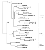 Thumbnail of Phylogenetic analysis of select dengue type 1 viruses. A 600-nucleotide sequence in the envelope glycoprotein, including genome positions 1524 through 2124, was used for the analysis. Bootstrap values are included at important nodes. The years of isolation are appended to the country name.
