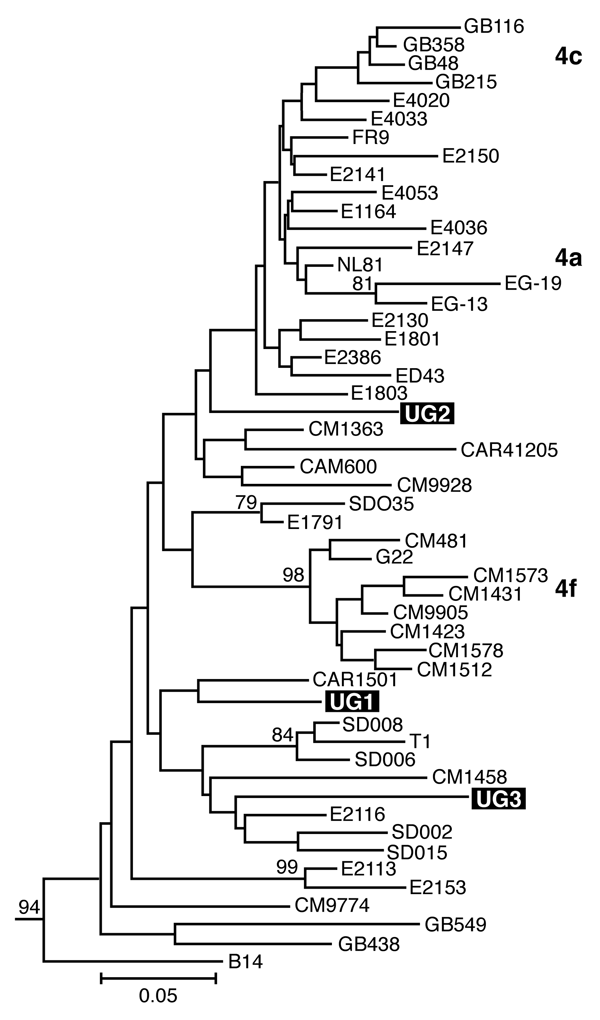 Estimated phylogenies of hepatitis C virus genotype 4; NS5B phylogenetic analysis based on 350 bp of NS5B nucleotide sequence. Ugandan sequences determined in this study are highlighted in black. Numerical values (presented when &gt;60%) represent the statistical support for the tree topology as determined by 1,000 bootstrap replicates. Reference sequences for genotypes 1–3, 5, and 6 (7) were included in both analyses and retained as the outgroup. Accession numbers are provided in the text.