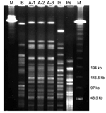 Thumbnail of Pulsed-field gel electrophoresis of Inquilinus limosus. M, molecular weight marker 48.5 to 970 kbp (BioRad 170-3635); In, Inquilinus limosus type strain LMG 20952; Ps, Pseudomonas aeruginosa ATCC 27853.