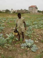 Thumbnail of Commercial irrigated vegetable production in urban Accra, Ghana. Courtesy of Dr. Guy Barnish, Liverpool School of Tropical Medicine.
