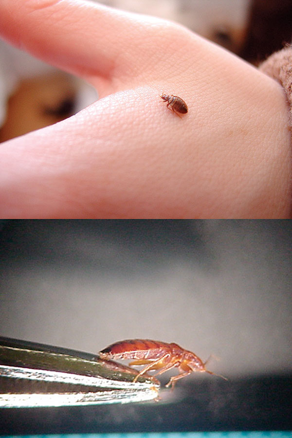 Dorsal and lateral views of a bed bug (Cimex lectularius).