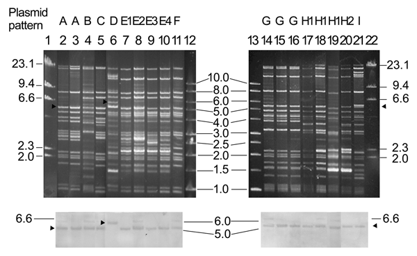 EcoRI restriction patterns of transferred CMY-2–encoding plasmids of 18 Salmonella isolates. The result of the hybridization assay with the blaCMY-2 probe labeled with digoxigenin (Roche Molecular Biochemicals, Mannheim, Germany) is shown below the gel, and arrowheads indicate the locations of the restriction fragments that were hybridized. Lanes 2–21, plasmids from transconjugants of Salmonella isolates NB04.022, SB04.003, NL04.050, SA04.028, CG04.039, SG04.039, SG04.042, SE04.006, SG04.047, SE