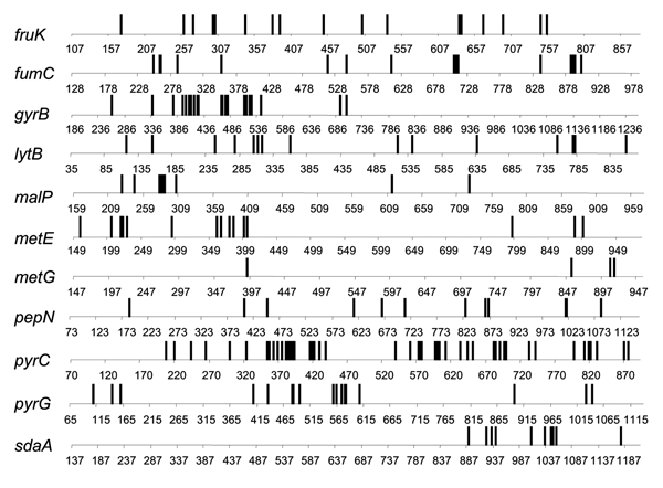 Distribution of base differences in strains of Vibrio cholerae. The base positions relative to the start of the ATG codon are shown. Isolates 395 and E9120 were compared for the fruK, lytB, metE, pepN, pyrG, fumC, malP, metG, pyrC, and sdaA genes, and isolates 395 and E506 were compared for the gyrB gene.