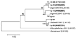 Thumbnail of Phylogenetic tree based on the Borrelia burgdorferi sensu lato 5S-23S rRNA intergenic spacer fragment sequences. Scale bar indicates an evolutionary distance of 0.02 nucleotides per position in the sequence. Borrelia andersonii was used as outgroup. Numbers above the branches indicate bootstrap support indexes. Samples isolated from Ixodes persulcatus (Ip) and Dermacentor reticulatus (Dr) in this research are in boldface.