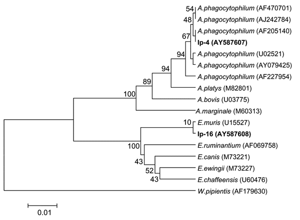 Phylogenetic tree based on the Anaplasma/Ehrlichia 16S rRNA gene fragment sequences. Scale bar indicates an evolutionary distance of 0.01 nucleotides per position in the sequence. Wolbachia pipientis was used as outgroup. Numbers above the branches indicate bootstrap support indexes. Samples from Ixodes persulcatus (Ip-4 and Ip-16) from this study are in boldface.