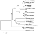 Thumbnail of Phylogenetic tree based on the Bartonella groEL gene fragment sequences. Scale bar indicates an evolutionary distance of 0.02 nucleotides per position in the sequence. Bartonella bacilliformis was used as outgroup. Numbers above the branches indicate bootstrap support indexes. Samples from Ixodes persulcatus (Ip) and Dermacentor reticulatus (Dr) from this study are in boldface.
