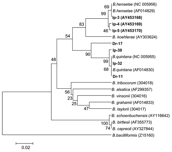 Phylogenetic tree based on the Bartonella groEL gene fragment sequences. Scale bar indicates an evolutionary distance of 0.02 nucleotides per position in the sequence. Bartonella bacilliformis was used as outgroup. Numbers above the branches indicate bootstrap support indexes. Samples from Ixodes persulcatus (Ip) and Dermacentor reticulatus (Dr) from this study are in boldface.