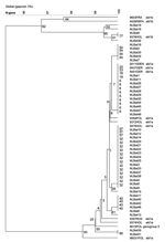 Thumbnail of Phylogenetic tree of European bat lyssavirus (EBLV1) sequences detected in serotine bats in the Netherlands, 1997–2003, and historic EBLV sequences detected in bats in Europe. Tree calculated based on cluster analyses and global alignment similarities of 396 nucleotide fragments of the N-gene encoding region (position in the genome nucleotide 46–441, numbered according to the CVS strain, GenBank accession no. D42112). The confidence values of the internal nodes were calculated by pe