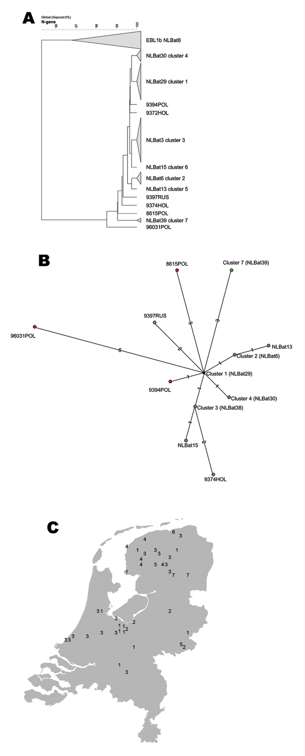 A) Phylogenetic tree of European bat lyssavirus 1 (EBLV1) sequences detected in serotine bats in the Netherlands, 1997–2003, and some historic sequences detected in bats in Europe. Analysis performed with maximum parsimony of representative DNA sequences of different EBLV1 sequences. B) Relationships between 7 different serotine bat EBLV1a sequence lineages (numbered "clusters" 1 to 7): maximum parsimony unrooted tree of representative EBLV1 sequences detected in serotine bats in the Netherlands