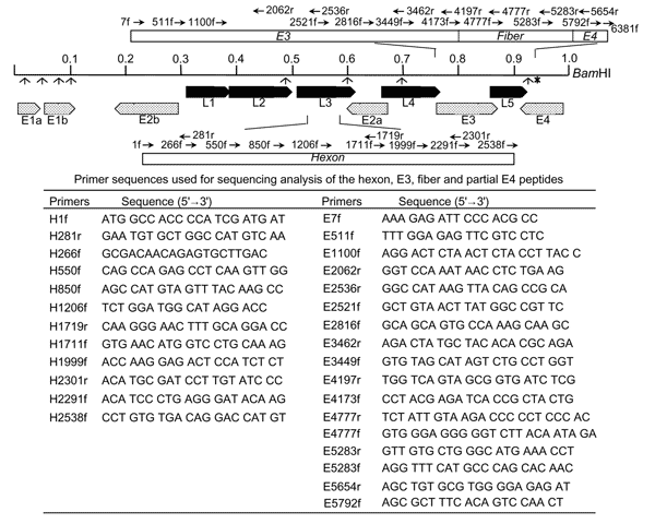 Schematic representation of the restriction mapping sites of adenovirus type 7d (Ad7d) and Ad7l by BamHI, the primer sequences, and their location for the sequencing analysis of hexon, E3, fiber, and E4 open reading frame (ORF) 6/7 peptides. Each restriction site by BamHI is indicated as (↑). The restriction site at 0.93 map units shown by (↑*) is lost in strains with genome type Ad7l and present in Ad7d. Figure of each primer represents H, hexon; E, E3, fiber; and E4 ORF 6/7 peptides, the posit