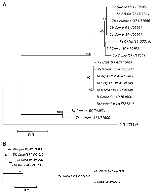 Phylogenetic analyses of both hexon and fiber with E4 open reading frame (ORF) 6/7 peptides in adenovirus type 7 (Ad7). Phylogenetic trees were constructed by using the neighbor-joining algorithm. Branch lengths are proportional to the number of nucleotide substitutes, and bootstrap probabilities ≥60 are shown at each adjacent node. A) Phylogenetic tree based on 1,428 bp making up nucleotides 297–1725 of the hexon gene of 17 strains of Ad7 with diverse genome types. The sequence of Ad3 (X76549) 