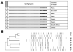 Thumbnail of A) Spoligotypes from Mycobacterium tuberculosis (MTB) clinical isolates. Black boxes indicate hybridization with the corresponding spacer in the directed repeats region, and white boxes indicate the absence of hybridization. The country of origin and identification number for each patient are indicated. B) Similarity dendrogram of restriction fragment length polymorphism types obtained with MTB clinical isolates. Numbers on the right correspond to patient identification numbers.