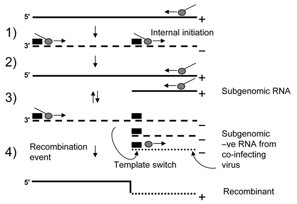 A simple mechanism for recombination in norovirus. 1) RNA transcription by the RNA-dependent RNA polymerase (RdRp) (gray circle) generates a negative-stranded intermediate (dashed line). 2) Binding of the RdRp to the almost identical RNA promoter sequences (filled boxes) generates positive-stranded (straight line) genomes and subgenomic RNA. 3) These templates direct RNA synthesis from the 3´ end that leads to the generation of both a full-length negative genome and a negative subgenomic RNA spe