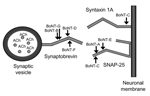 Thumbnail of Synaptobrevin on the synaptic vesicle must interact with syntaxin and SNAP (synaptosomal-associated protein)-25 on the neuronal membrane for fusion to occur, which allows the nerve impulse to be delivered across the synaptic junction. The botulinum neurotoxin serotypes cleave the peptide bonds at specific sites on the 3 proteins, as indicated. Cleavage of any 1 of these proteins prevents vesicle membrane docking and nerve impulse transmission.