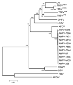 Thumbnail of Phylogenetic analysis of Alkhurma hemorrhagic fever virus isolates and selected tickborne and nonvectored flaviviruses based on a 2097-nucleotide (nt) sequence constituted by the colinearization of E, NS3, and NS5 sequences (699, 713, and 685 nt, respectively). Distances and groupings were determined by the Jukes-Cantor algorithm and neighbor-joining method with the MEGA 2.1 software program (7). Bootstrap values are indicated and correspond to 500 replications.