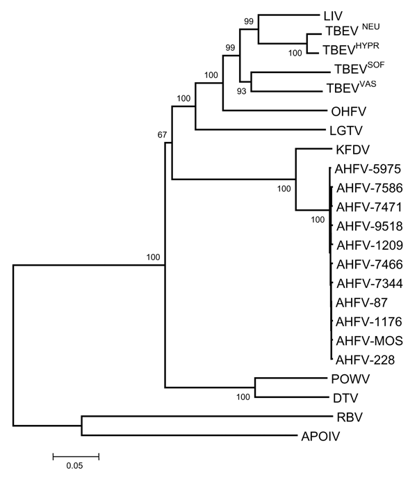 Phylogenetic analysis of Alkhurma hemorrhagic fever virus isolates and selected tickborne and nonvectored flaviviruses based on a 2097-nucleotide (nt) sequence constituted by the colinearization of E, NS3, and NS5 sequences (699, 713, and 685 nt, respectively). Distances and groupings were determined by the Jukes-Cantor algorithm and neighbor-joining method with the MEGA 2.1 software program (7). Bootstrap values are indicated and correspond to 500 replications.