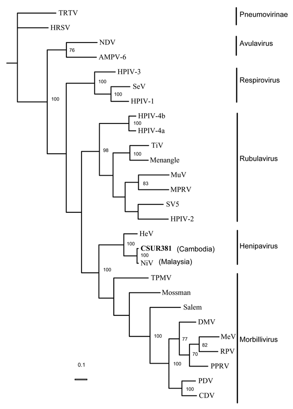 Phylogenetic analysis of the 1,599 nucleotides of the N gene coding domain sequence from the Nipah virus Cambodian isolate, members of the subfamily Paramyxovirinae, and 2 species of the subfamily Pneumovirinae used as outgroups. GenBank accessions numbers used are as follows: APMV-6: Avian paramyxovirus 6, AY029299; CDV: Canine distemper virus, AF014953; DMV, Dolphin distemper virus, X75961; HeV: Hendra virus, AF017149; HPIV-1: Human parainfluenza virus 1, D011070; HPIV-2: Human parainfluenza v
