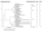 Thumbnail of Dendrogram of the genetic relatedness among the 30 different sequence types defined by multispacer sequence type (MST) analysis. The dendrogram was constructed by unweighted pair-group method with arithmetic mean. Plasmid sequence type, com1 group, and djlA group corresponding to each ST are indicated on the right of the figure. The 3 monophyletic groups defined by MST analysis are indicated on the left.