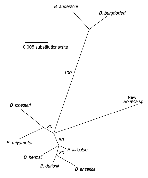 Unrooted maximum-likelihood phylogram for partial 16S rRNA gene sequences of selected Borrelia species, including a novel Borrelia organism, and representing Lyme borreliosis and relapsing fever groups. Sequence alignment corresponded to positions 1138 to 1924 of B. burgdorferi rRNA gene cluster (GenBank accession no. U03396). Maximum likelihood settings for version 4.10b of PAUP* (http://paup.csit.fsu.edu) for equally weighted characters corresponded to Hasegawa-Kishino-Yano model with an empir