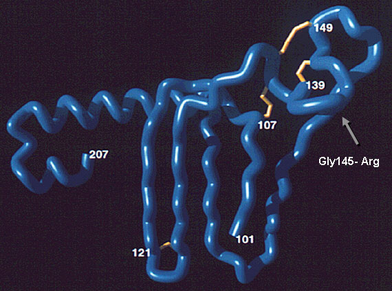 Gly/Arg 145 mutant in the projecting amino acid 139–147 antigenic loop of the "a" determinant. This mutant produces false-negative results in some commercial assays. Image courtesy of Y.C. Chen et al. (11).