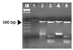 Thumbnail of Representative results of groEL heminested polymerase chain reaction (PCR) and HindIII digestion pattern. Lane 1: result of the first PCR round obtained with the strain NCH-1 used as control. Lanes 2, 4: results of the heminested PCR obtained with NCH-1 and with a symptomatic dog, respectively. Lanes 3, 5: HindIII digestions of amplicons shown in lanes 2 and 4, respectively. M:100 bp ladder.