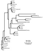 Thumbnail of Phylogenetic tree obtained by a neighbor-joining analysis of the 56-kDa gene of Orientia tsutsugamushi. Bootstrap values from 100 analyses are shown at the node of each branch.