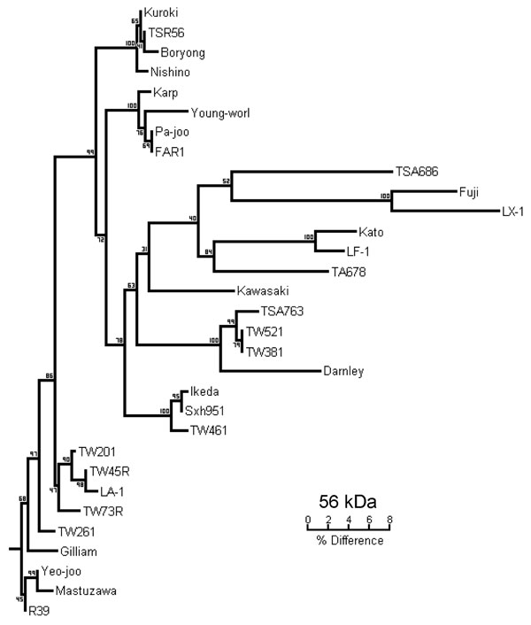 Phylogenetic tree obtained by a neighbor-joining analysis of the 56-kDa gene of Orientia tsutsugamushi. Bootstrap values from 100 analyses are shown at the node of each branch.