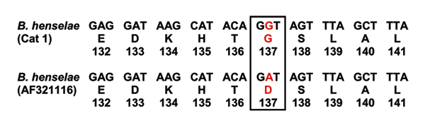 Comparison of Bartonella henselae pap31 sequences between cat 1 and reference showing 1 mutation.