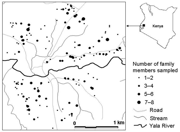Distribution of residents sampled for Plasmodium prevalence, Iguhu village, Kakamega district, western Kenya.