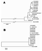 Thumbnail of A) Phylogenetic analysis of a 523-bp region of the partial spike gene of 12 human coronavirus (HCoV)-NL63 isolates from France. To construct the trees, the 2 prototype strains NL63-Amsterdam1 and NL-AY518894 were included. HCoV-229E is used as an outgroup. A) Nucleotide sequence alignments created with ClustalX 1.83; bootstrap values ≥70 are indicated. B) Predicted amino acid sequences; bootstrap values ≥50 are indicated.