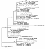 Thumbnail of  Figure. Phylogram of 2 West Nile viruses (WNV) isolated from a mosquito pool and human serum in Mexico (shown in bold). The phylogenetic tree was generated by Bayesian analysis of a 2004-nucleotide region of the prM and E genes of 40 WNV isolates rooted by the most closely related Old World strain, Israel 1998. Bayesian confidence values are shown to provide statistical support for each clade.