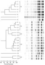 Thumbnail of Dendrogram of 23 nonsusceptible enterococci isolates. Genetically related clusters are labeled C1–C5. Isolates represented by lanes 6, 7, 8, and 21 are genetically distinct.