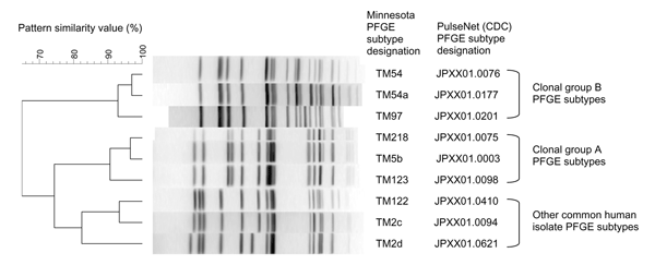 Pulsed-field gel electrophoresis (PFGE) patterns of common Salmonella enterica serovar Typhimurium subtypes observed among clinical isolates from humans and animals in Minnesota. The 3 clonal group B (CGB) PFGE subtypes represent the 3 most common CGB subtypes in animals and humans. The 3 clonal group A (CGA) PFGE subtypes represent the most common CGA subtypes in animals and humans. PulseNet designations are those used in the PulseNet national database of the Centers for Disease Control and Pre