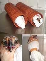 Thumbnail of Crested Hawk-Eagles confiscated at Brussels International Airport in the hand luggage of a Thai passenger. The birds were wrapped in a cotton cloth, with the heads free, and each of them inserted in a wicker tube ≈60 cm in length, with 1 end open. Pictures courtesy of Paul Meuleneire, custom investigations officer, antidrug group.