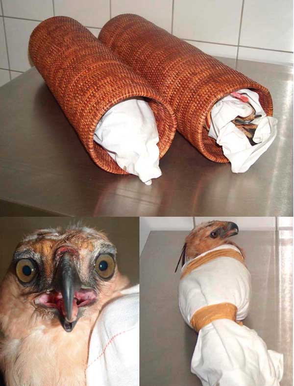 Crested Hawk-Eagles confiscated at Brussels International Airport in the hand luggage of a Thai passenger. The birds were wrapped in a cotton cloth, with the heads free, and each of them inserted in a wicker tube ≈60 cm in length, with 1 end open. Pictures courtesy of Paul Meuleneire, custom investigations officer, antidrug group.