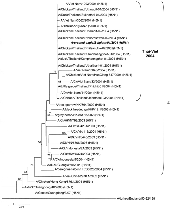 Neighbor-joining phylogenetic tree (rooted to A/turkey/England/50-92/1991) based on the alignment of a 654-bp fragment of the hemagglutinin gene of A/crested eagle/Belgium/2004 (bold italic), including the cleaving site. Bootstrap values &gt;50 (1,000 replicates) are indicated near the branches. The Z cluster refers to Li et al. (10).