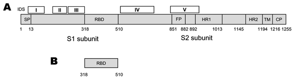 Strategies for designing vaccines for severe acute respiratory syndrome (SARS) using A) spike (S) protein and B) fragments containing neutralizing epitopes. SP, signal peptide; RBD, receptor binding domain; FP, fusion peptide; HR, heptad repeat; TM, transmembrane domain; CP, cytoplasm domain. IDS, immunodominant sites I to V corresponding to the sequences of amino acid residues 9–71, 171–224, 271–318, 528–635, and 842–913, respectively. The residue numbers of each region correspond to their posi