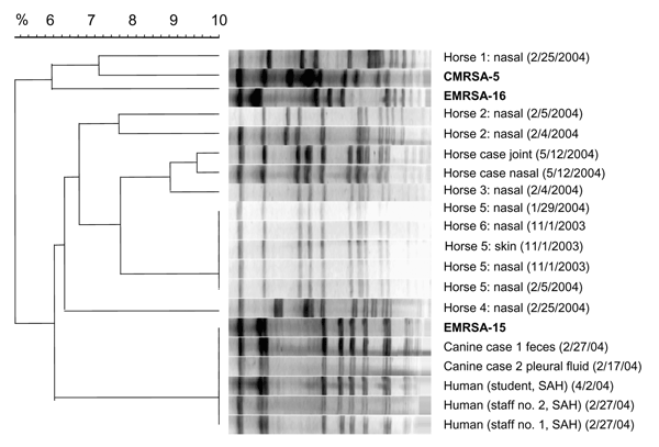 Dendrogram showing the pulsed-field gel electrophoresis patterns after macrorestriction of genomic DNA with SmaI of methicillin-resistant Staphylococcus aureus (MRSA) isolates from the small animal hospital (SAH) and the equine hospital. The dog and human isolates (SAH staff) were identical to the UK major epidemic strain EMRSA-15, and the equine MRSA isolates (5 distinct profiles) were unrelated to EMRSA-15, EMRSA-16, or CMRSA-5. Profiles were analyzed with Molecular Analyst software (Applied M