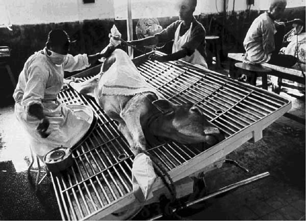 Freeze-dried (smallpox) vaccine being prepared from virus grown on the skin of a calf. The calf is lying on a grate on a table and is bound to the table. Two men in white coverups, 1 of whom has a surgical mask on his face, are performing a procedure on the calf (scarification and introduction of vaccinia virus into the scarified areas). From the record of the US National Library of Medicine; old negative no. 83-168. WHO/11683 SEARO, Smallpox, Bangladesh, SM 5-1 980. Photograph attributed to J. 