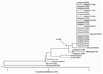Thumbnail of Unrooted phylogenetic analysis of HA1 hemagglutinin nucleotide sequences from 26 Nepal isolates and H3N2 vaccine and reference strains. The Nepal isolates have drifted from the 2004–2005 A/Fujian/411/03 vaccine strain (and A/Wyoming/03/03 vaccine seed strain) and are genetically equivalent to A/California/7/04, the 2005–2006 Northern Hemisphere vaccine strain. A K145N substitution (branch point indicated by the arrow) was observed in 24 of 26 Nepal isolates and represents a genetic 