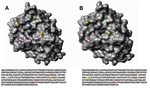 Thumbnail of Three-dimensional top view of the HA1 hemagglutinin structures for A) a representative A/Nepal/1648/04 virus and B) vaccine strain A/Wyoming/3/03. Most (24/26) of the Nepal isolates contain a lysine to asparagine substitution (shown in yellow) at position 145 (K145N). Magenta, residues 226 and 227; orange, residue 189; green, residues 155 and 156; yellow, residue 145. Hemagglutinin molecules were generated by using the respective amino acid sequences with MOLMOL (12). A/Nepal/1648/0