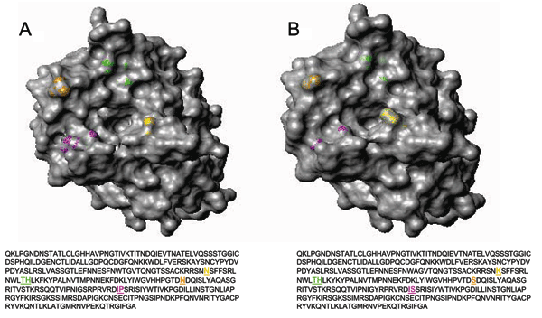 Three-dimensional top view of the HA1 hemagglutinin structures for A) a representative A/Nepal/1648/04 virus and B) vaccine strain A/Wyoming/3/03. Most (24/26) of the Nepal isolates contain a lysine to asparagine substitution (shown in yellow) at position 145 (K145N). Magenta, residues 226 and 227; orange, residue 189; green, residues 155 and 156; yellow, residue 145. Hemagglutinin molecules were generated by using the respective amino acid sequences with MOLMOL (12). A/Nepal/1648/04 is availabl
