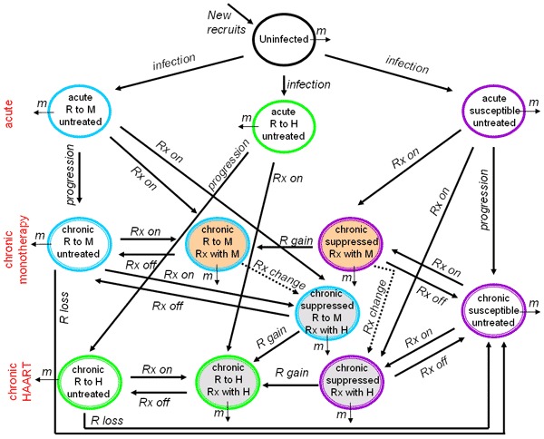 Flow chart of the different categories and flows considered in our model system. For simplicity, we considered 1 type of treatment when analyzing the effects of an increase in high-risk behavior and treatment delay. When considering the effects of overall change in treatment strategy, all categories and flows were included in the analysis. Abbreviations: m, mortality (composed of background deaths for all categories, and for persons in the chronic phase of infection, HIV-related deaths are inclu
