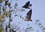 Thumbnail of Giant Indian flying foxes (Pteropus giganteus). (Photo by I.V. Kuzmin).