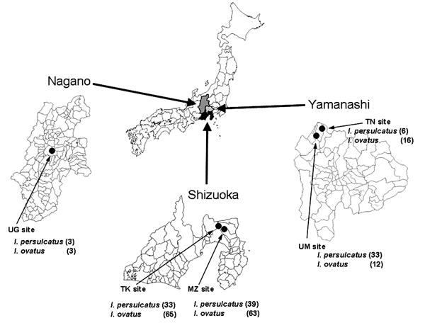 Areas in Shizuoka, Nagano, and Yamanashi Prefectures of Japan where Ixodes persulcatus and I. ovatus ticks were collected in 2003 and 2004. Closed circles indicate collection sites. Numbers of ticks collected at each site are shown in parentheses. UG, Utsukushigahara; TK, Takabachi; MZ, Mizugazuka; TN, Tennyosan; UM, Utsukushinomori.
